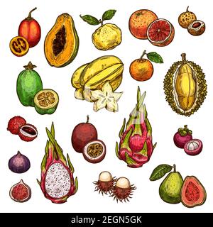 Exotische Früchte isolierte Ikonen von Grapefruit, Mandarine und Guava, Papaya oder Feigen, Passionsfrucht und Drachenfrucht Pitaya. Vektor-Skizze von Litchi und Auto Stock Vektor