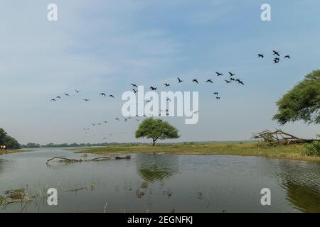 Thol Lake, Ahmedabad Stockfoto