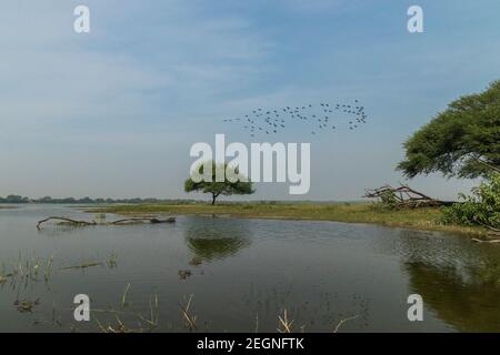 Thol Lake, Ahmedabad Stockfoto