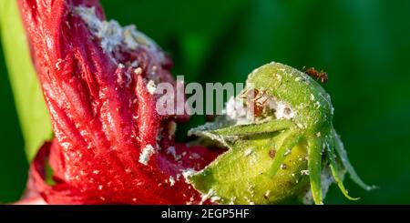 Eine sehr kleine schwarze Ameise frisst Nektar auf einem roten Blütenblatt. Eine kranke Hibiskusblüte mit einigen Ameisen, die darauf fressen Stockfoto