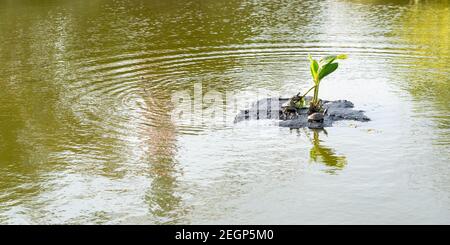 Wasserschildkröte bekommt Sonnenbad in einem Teich. Schildkröte bleibt auf Mini-Insel auf einem Teich Stockfoto