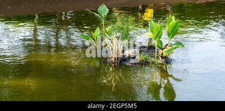 Wasserschildkröte bekommt Sonnenbad in einem Teich. Schildkröte bleibt auf Mini-Insel auf einem Teich Stockfoto