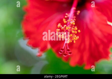 Makro von roten Hibiskus rosa-sinensis Blütenblättern und polen. Rote Makroaufnahme von Hibiskus oder Gumamela Stockfoto