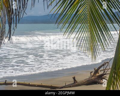 Einsamer Strand, Palmblatt und Treibholz im Vordergrund und Berge im Hintergrund Stockfoto