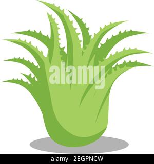 Aloe Vera Sukkulente Pflanze isoliert auf weißem Hintergrund. Vektorgrafik Stock Vektor