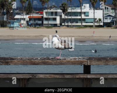 Venice Beach, USA - 24. Juli 2019 - Möwe steht auf einem Bein auf Holz am Venice Beach Pier, Surfer und Häuser im Hintergrund Stockfoto