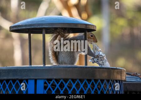 Ein Eastern Grey Squirrel hilft sich, auf Müll aus einer Mülltonne zu schlemmen. Stockfoto