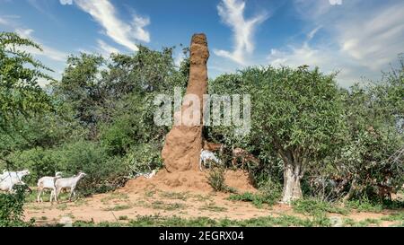 Omo Valley, Süd-Äthiopien - September 2017: Riesiger Termitenhügel in Afrika Stockfoto