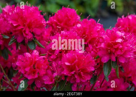 Blühende rosa Azaleen blüht in einem Garten Stockfoto