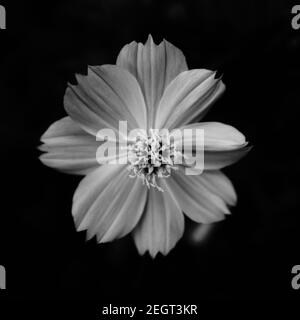 Schwarz und weiß Kosmos Blume Stockfoto