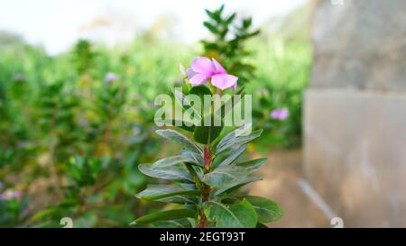 Fluoreszierende Pflanze aus Madagaskar oder Sadabahar mit attraktiven grünen Blättern. Aroma Blumen Nahaufnahme. Stockfoto