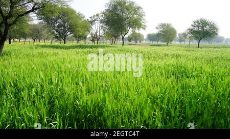 Grünliche Stängel der Weizenpflanze oder Triticum Pflanze mit grünem Hintergrund. Neue Ursprungspflanze von Rye im ländlichen Indien. Stockfoto