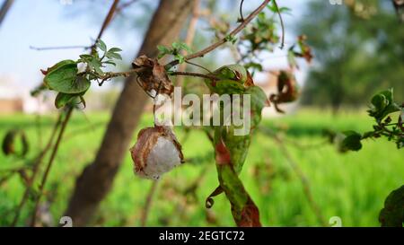 Zarte trockene Knospe oder Blume aus Baumwolle mit grünen Blättern. Baumwolle oder Gossypium Blume reif und bereit zur Ernte. Weiße Baumwollblume Nahaufnahme. Stockfoto