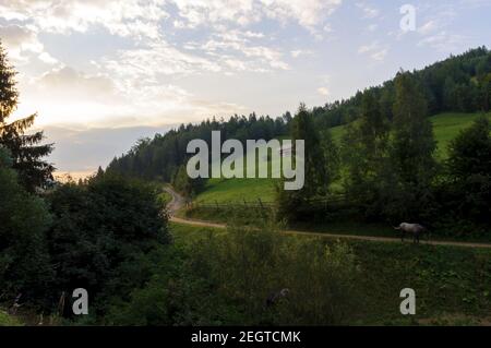 Ein wildes Pferd, das in einer Landstraße in Rumänien steht Stockfoto