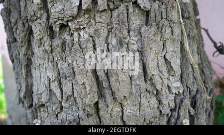 Rindenstruktur oder Baumstamm von Khejri oder Prospis Cineraria. Äußere Schicht des Baumstammes von Khejri mit rauer Rinde. Stockfoto