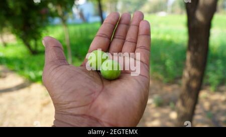 Frische Jujube oder indische Ber Früchte in der Hand. Frisches Grün Ber oder Ziziphus mauritiana mit verschwommenem Hintergrund. Stockfoto