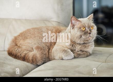 Britische graue Katze sitzt auf der Couch, Nahaufnahme. Stockfoto