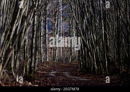 Wanderweg in einem jungen Buchenwald bei molln, oberösterreich Stockfoto