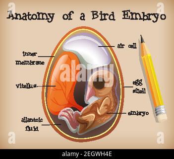 Anatomie eines Vogelembryos Illustration Stock Vektor