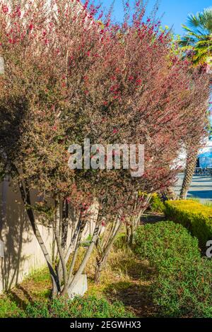 Manuka Bäume, Leptospermum Scoparium (Teebaum) in Blüte im Stadtpark, Kalifornien, vertikales Banner Stockfoto