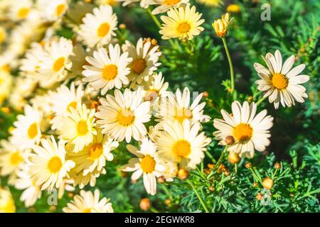 Wilde Kamillen. Schöne weiße Gänseblümchen aus der Nähe, sonniger Tag, Kalifornien Stockfoto