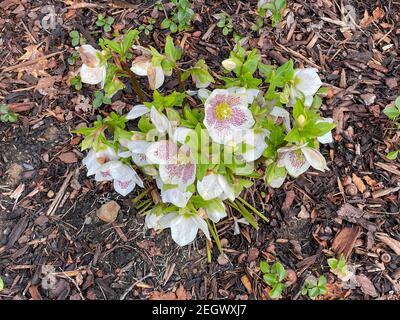 Winter blühende Hybride Hellebore oder Fastenrose (Helleborus x hybridus 'SP Sally') Wächst in einer krautigen Grenze mit Mulch in A bedeckt Garten Stockfoto