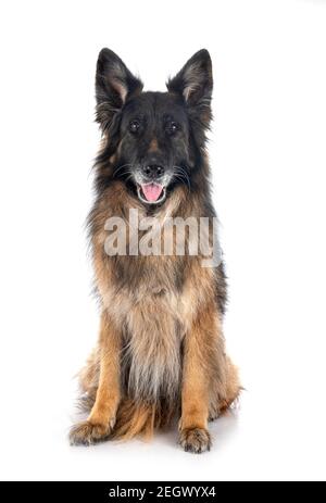 Alte deutsche Schäferhund vor weißem Hintergrund Stockfoto