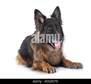 Alte deutsche Schäferhund vor weißem Hintergrund Stockfoto