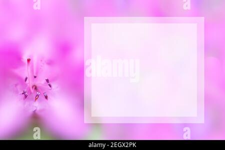 Vorlage mit Blume und hellen quadratischen Textfeld. Hintergrund mit Makro rosa Azaleen. Modell Frühjahr, Sommer Konzept. Elegantes, sanftes, romantisches Bild Stockfoto