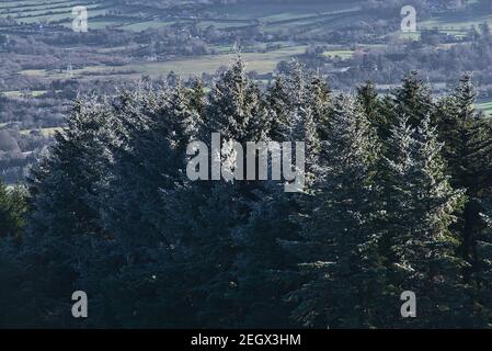 Gefrorene Tannen und eine irische Landschaft, die von Fairy Castle (Two Rock Mountain), Dublin Mountains, Irland, aus gesehen wird. Ungewöhnlicher Winter Stockfoto