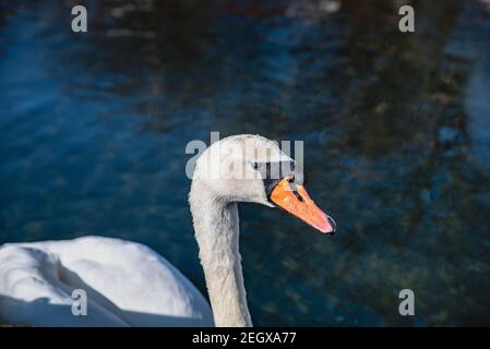Ein weißes Mute Swan Gesichtsdetail. Wassertropfen sind auf dem Gefieder und dem Schnabel, während er im Hafenwasser schwimmt. Nahaufnahme eines weißen Cygnus olor Gesichts Stockfoto