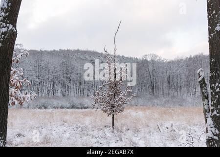 Im Winter ist ein Baum mit Schnee bedeckt Stockfoto