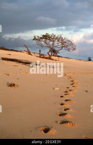 Bootprints auf glänzendem Sandstrand, der während der Trockenzeit bei Tageslicht in Marosi, Lamboya, West Sumba, East Nusa Tenggara, Indonesien, überflutet wird. Stockfoto