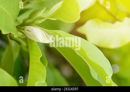 Blühende weiße Champaka Blumen mit grünen Blättern Stockfoto