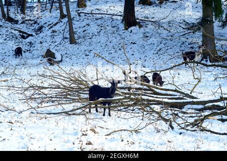 Hausziegen knabbern Rinde von frisch gefällten Baum im Schnee Überdachte Lichtung in Wäldern zala Grafschaft ungarn Stockfoto