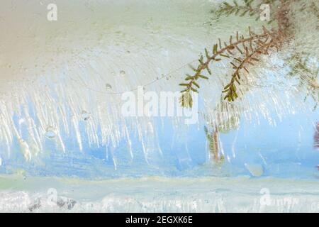 Ungewöhnliche Blüten. Luftblasen im Eiswürfel. Gefrorene Flora. Gefrorene Blumen. Hochwertige Fotos Stockfoto