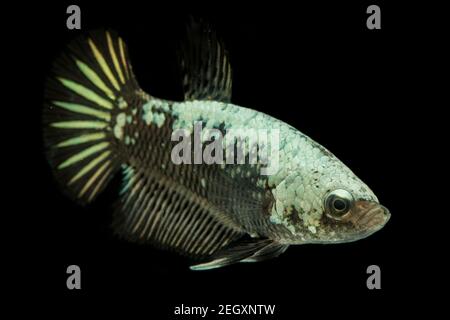 Betta Black Samurai Halfmoon Plakat Kampf Fisch Splendens Auf Schwarzem Hintergrund. Stockfoto