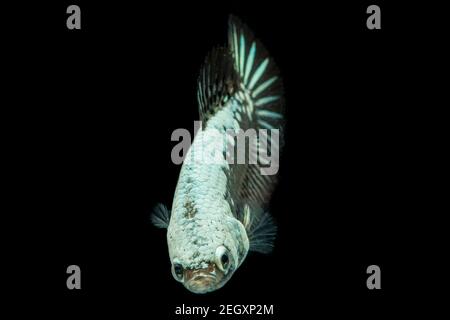 Betta Black Samurai Halfmoon Plakat Kampf Fisch Splendens Auf Schwarzem Hintergrund. Stockfoto