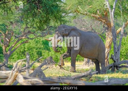 Afrikanischer Elefant (Loxodonta africana) Stier, der Baum frisst. Moremi Game Reserve, Okavango Delta, Botswana Stockfoto