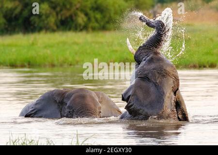 Afrikanische Elefanten (Loxodonta africana) spielen im Wasser. Moremi Game Reserve, Okavango Delta, Botswana Stockfoto