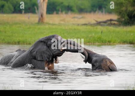 Afrikanische Elefanten (Loxodonta africana) spielen in einem Khwai-Fluss. Moremi Game Reserve, Okavango Delta, Botswana Stockfoto