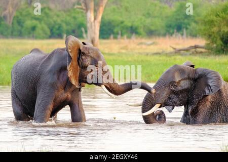 Afrikanische Elefanten (Loxodonta africana) spielen im Wasser. Moremi Game Reserve, Okavango Delta, Botswana Stockfoto