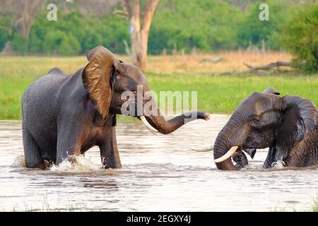 Afrikanische Elefanten (Loxodonta africana) spielen im Wasser am Fluss Khwai. Moremi Game Reserve, Okavango Delta, Botswana Stockfoto