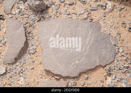 Prähistorische Felsschnitzerei eines Tieres (wahrscheinlich ein Kamel) gefunden an Standorten im Uvda-Tal, Negev, Israel. Diese Seiten waren Daten, um da gewesen zu sein Stockfoto