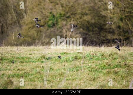 Eine Schar von leuchtend bunten Staren, die in der Nähe fliegen Der Boden Stockfoto