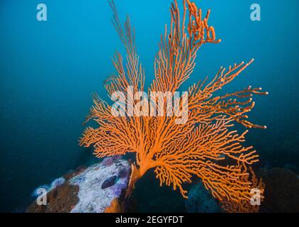 Ein einziger großer Sinuous Sea Fan (Eunicella tricoronata) Absticht vor dem blauen Wasser Hintergrund Stockfoto