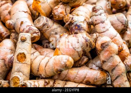 Kurkuma Wurzeln Nahaufnahme. Frische Ernte von vielen Kurkuma Wurzeln Hintergrundstruktur. Stockfoto