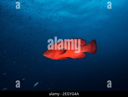 Ein Tomatenstachelfisch (Cephalopholis sonnerati) Mit kleinen Fischen und blauem Wasser Hintergrund Stockfoto