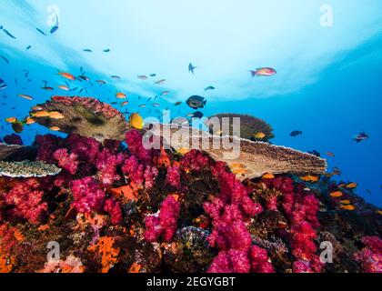 Helle Korallenriff Szene von rosa Thistle Weichkorallen und Platte Korallen, mit einigen kleinen Fischen schwimmen um Stockfoto