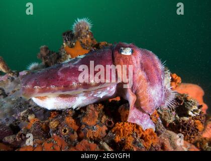 Ein häufiger Tintenfisch (Sepia vermiculata), der sich am Riff tarnt Stockfoto